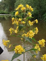 Attēlu rezultāti vaicājumam “Lysimachia thyrsiflora bud”