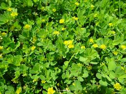 Attēlu rezultāti vaicājumam “Trifolium dubium leaf”