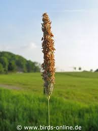 Attēlu rezultāti vaicājumam “Alopecurus pratensis fruit”