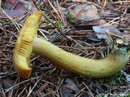 Attēlu rezultāti vaicājumam “Tricholomopsis decora”