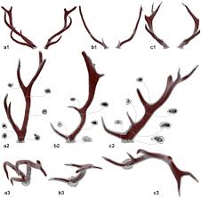 Attēlu rezultāti vaicājumam “Diderma roanense stalked”