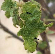 Attēlu rezultāti vaicājumam “Ribes nigrum leaf”