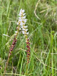 Attēlu rezultāti vaicājumam “Bistorta vivipara”