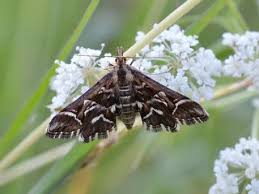 Attēlu rezultāti vaicājumam “Diasemia reticularis”