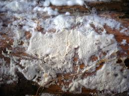 Attēlu rezultāti vaicājumam “Postia rennyi”