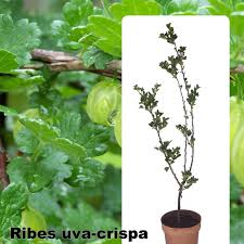 Attēlu rezultāti vaicājumam “Ribes uva-crispa leaf”