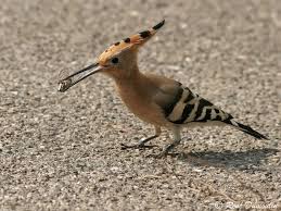 Attēlu rezultāti vaicājumam “Upupa epops adult”