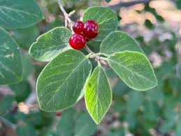 Attēlu rezultāti vaicājumam “Lonicera xylosteum fruit”