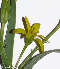Attēlu rezultāti vaicājumam “Gagea pratensis flower”