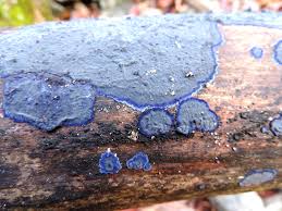 Attēlu rezultāti vaicājumam “Biscogniauxia granmoi”