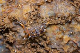 Attēlu rezultāti vaicājumam “Bryozoa”