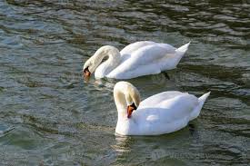 Attēlu rezultāti vaicājumam “Cygnus olor”