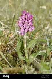 Attēlu rezultāti vaicājumam “Dactylorhiza incarnata flower”