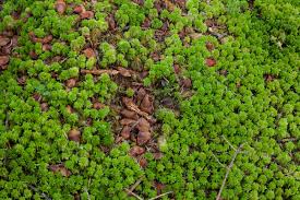 Attēlu rezultāti vaicājumam “Sphagnum capillifolium”