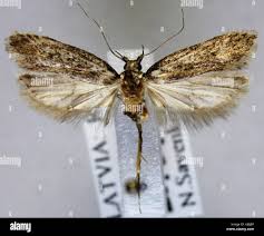 Attēlu rezultāti vaicājumam “Gelechia rhombella”