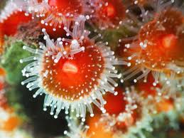 ผลการค้นหารูปภาพสำหรับ strawberry anemone