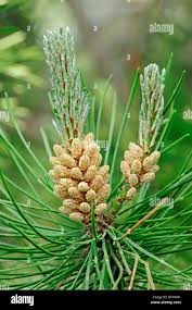 Attēlu rezultāti vaicājumam “Pinus sylvestris male flower”