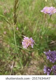 Attēlu rezultāti vaicājumam “Carex arenaria  flower”