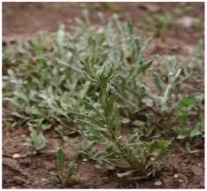 Attēlu rezultāti vaicājumam “Helichrysum arenarium bud”