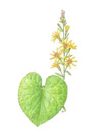 Attēlu rezultāti vaicājumam “Ligularia sibirica flower”