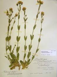 Attēlu rezultāti vaicājumam “Centaurium erythraea leaf”