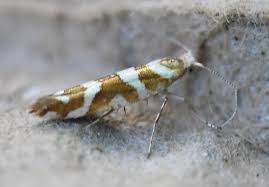 Attēlu rezultāti vaicājumam “Argyresthia goedartella”