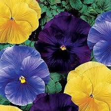 Image result for Viola x wittrockiana `Hiemalis`