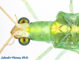 Attēlu rezultāti vaicājumam “Chrysopidae”