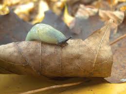 Attēlu rezultāti vaicājumam “Krynickillus melanocephalus”