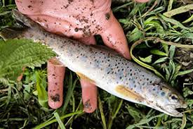 Image result for Salmo ciscaucasicus