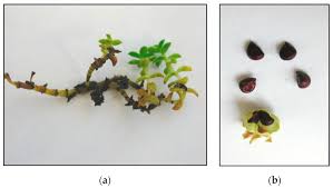 Attēlu rezultāti vaicājumam “Honckenya peploides bud”