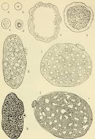 Attēlu rezultāti vaicājumam “Amaurochaete fusiformis spores”