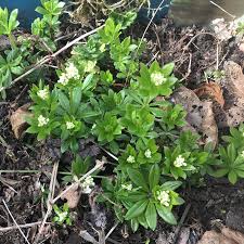 Attēlu rezultāti vaicājumam “Galium odoratum bud”