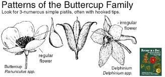 Attēlu rezultāti vaicājumam “Ranunculaceae”