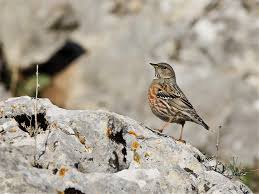 Image result for Prunella collaris