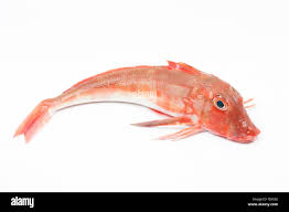 Image result for Chelidonichthys cuculus