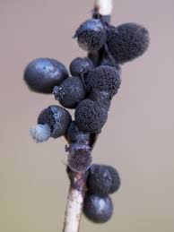 Attēlu rezultāti vaicājumam “Lamproderma arcyrioides macro”