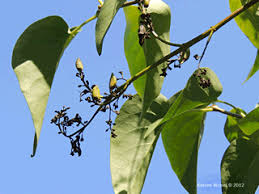 Attēlu rezultāti vaicājumam “Syringa vulgaris fruit”