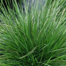 Attēlu rezultāti vaicājumam “Deschampsia flexuosa bud”