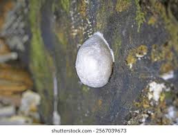 Attēlu rezultāti vaicājumam “Reticularia lycoperdon young”