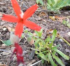 Attēlu rezultāti vaicājumam “Silene x arkwrightii Vesuvius flower”