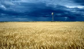 Kornfeld bei Sturm - Bild \u0026amp; Foto von Markus Ottiger aus Natur ... - 5723482