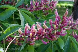 Attēlu rezultāti vaicājumam “Aesculus x hybrida fruit”