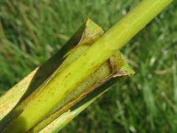 Attēlu rezultāti vaicājumam “Glyceria maxima”