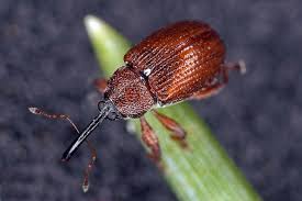 Attēlu rezultāti vaicājumam “Anthonomus phyllocola”