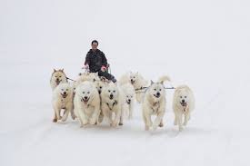 Image result for Team Ice Fire British Sled Dog Racing Team