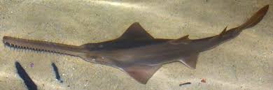 Image result for Pristis pristis