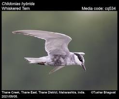 Attēlu rezultāti vaicājumam “Chlidonias hybrida adult”