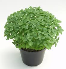 Image result for Basilikum