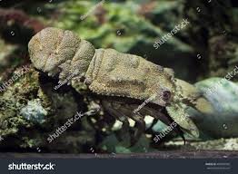 Image result for Scyllarides latus